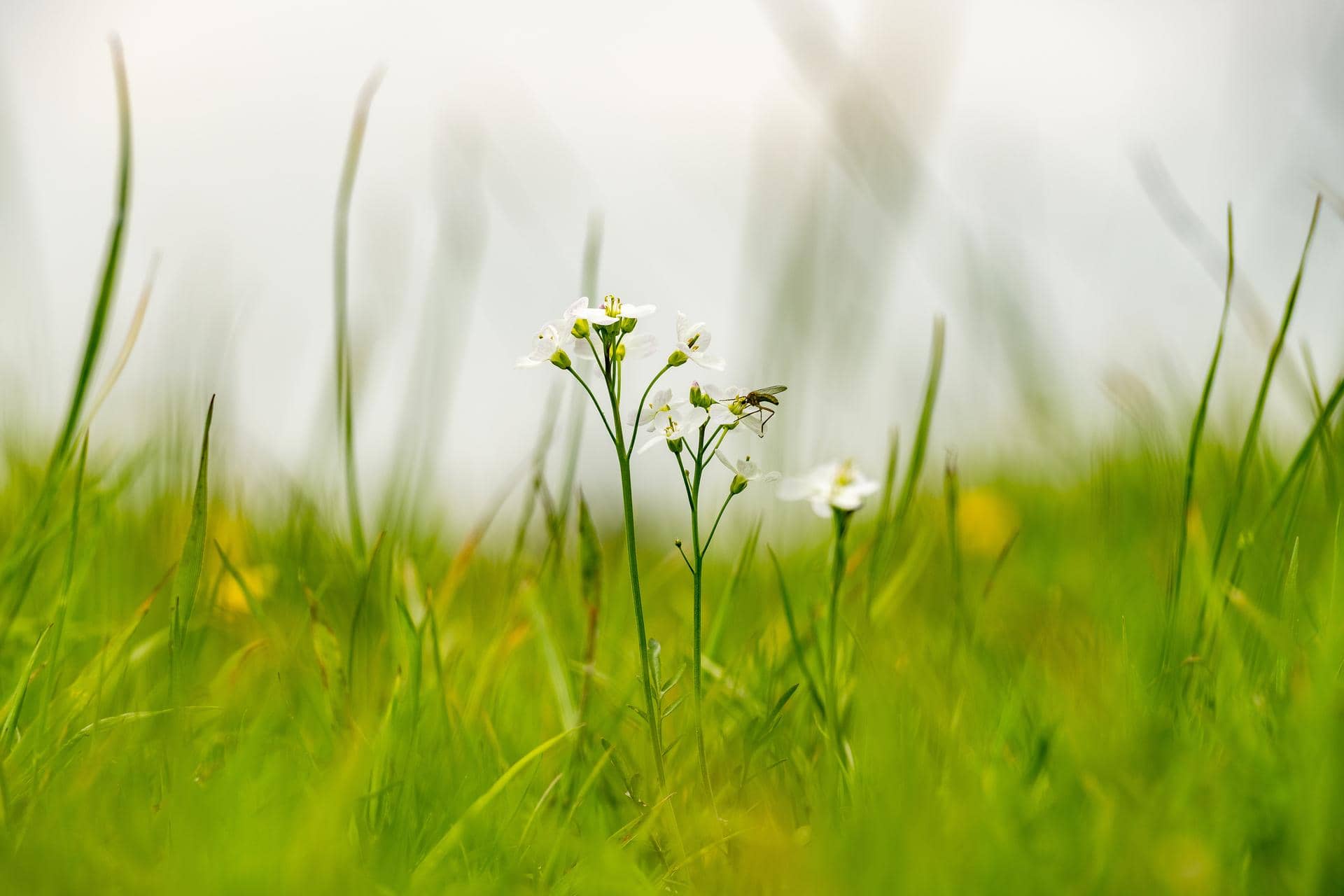 Witte bloemen in het gras