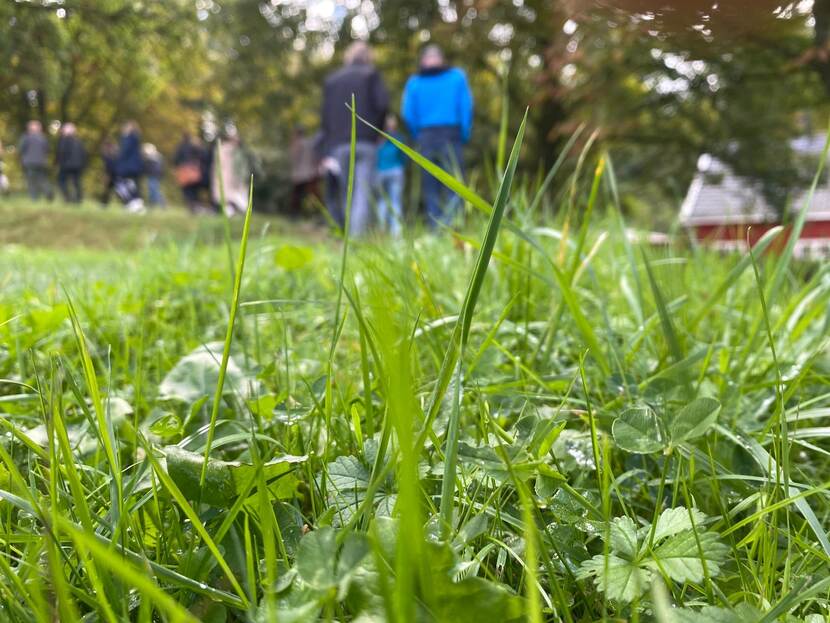 Kruiden en grassen op een dijkje in het landschap