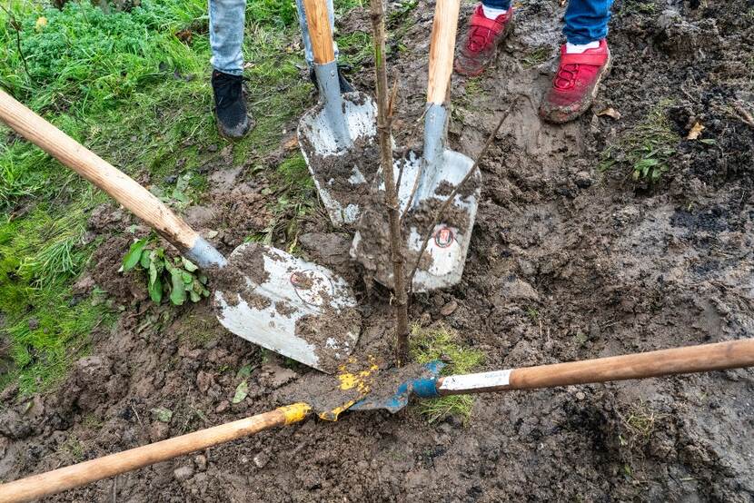 Scheppen in de grond bij het planten van een boom
