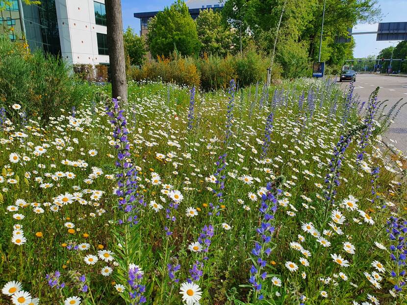 Bloeiende kruidenplanten naast de weg