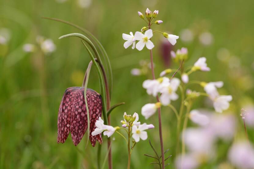 Wilde kievitsbloem in natuurgebied