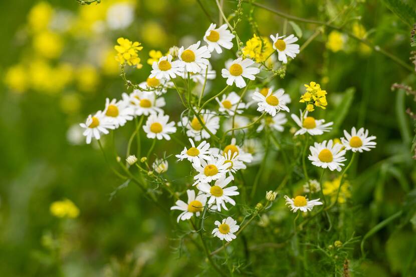 Kamille en koolzaad in een bloemenweide